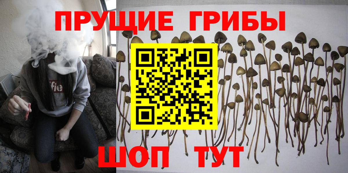 Петрозаводск  Псилоцибиновые грибы мухоморы  Вход с VPN  Галлюциногенные грибы Psilocybe 
